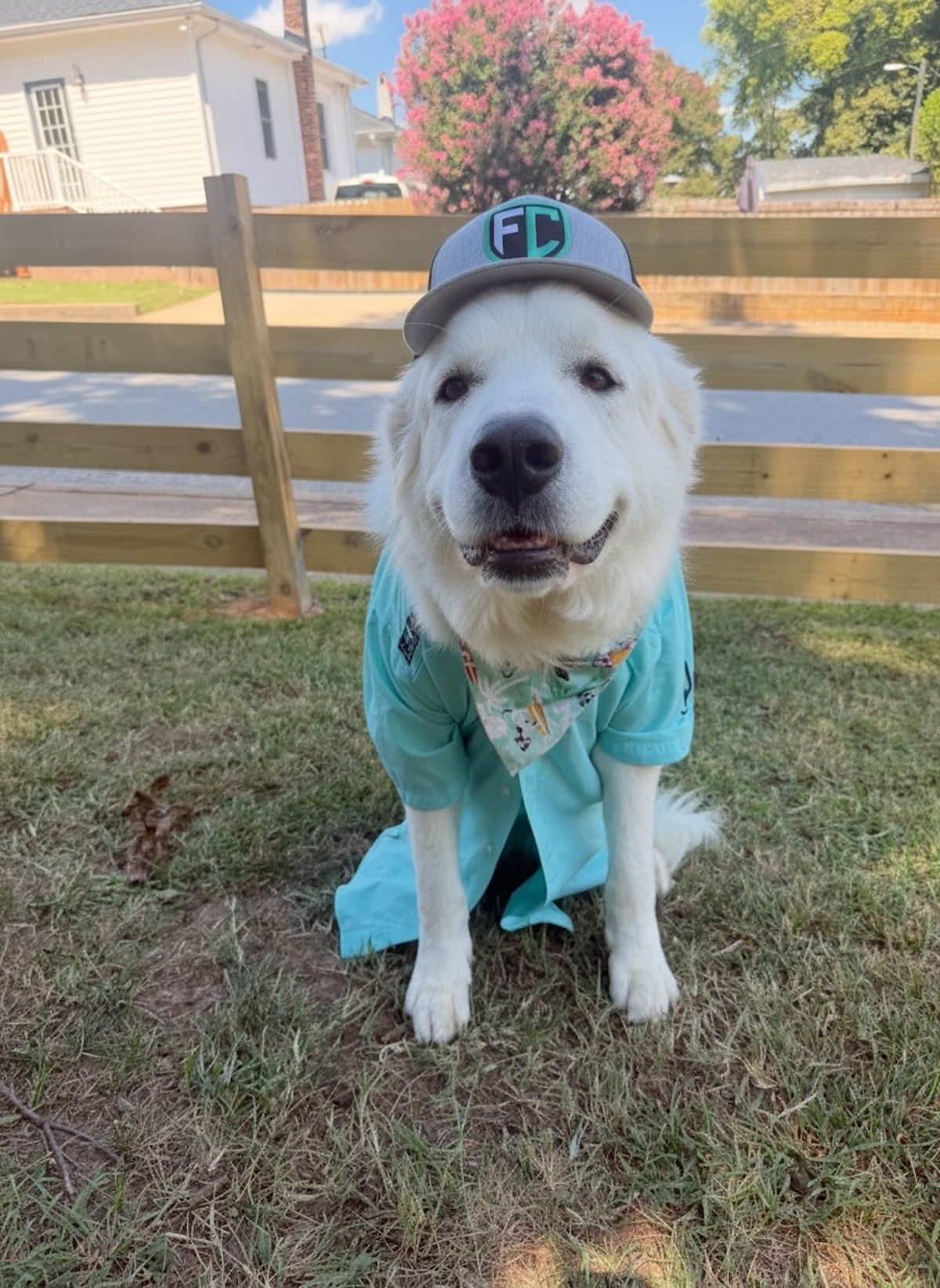 Archie the company dog wearing a First Class hat and shirt